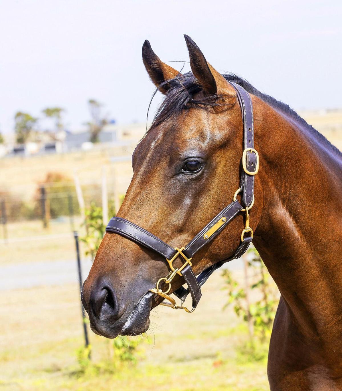 Etoile Brillante x Too Darn Hot '22 Colt