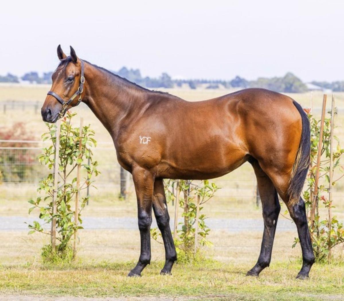 horse-image
