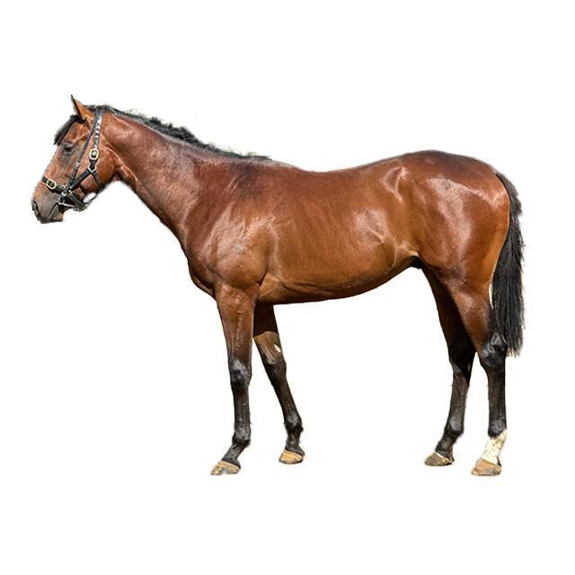 horse-image