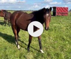 Lustrale x Frankel '22 Filly