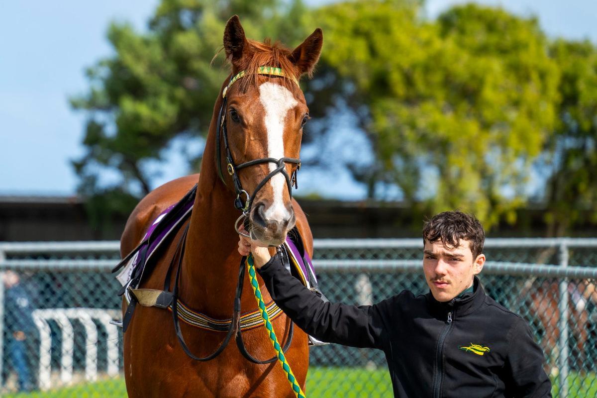 horse-image