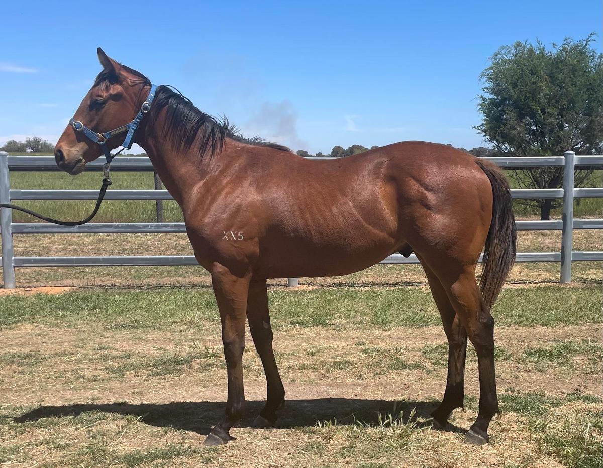Full Time x Universal Ruler '22 Colt