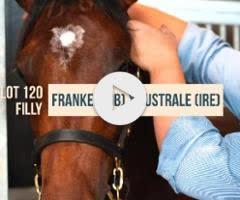 Lustrale x Frankel '22 Filly