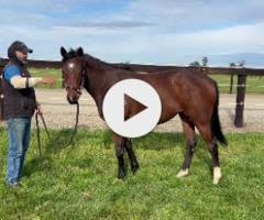 Lustrale x Frankel '22 Filly