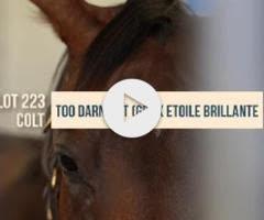 Etoile Brillante x Too Darn Hot '22 Colt