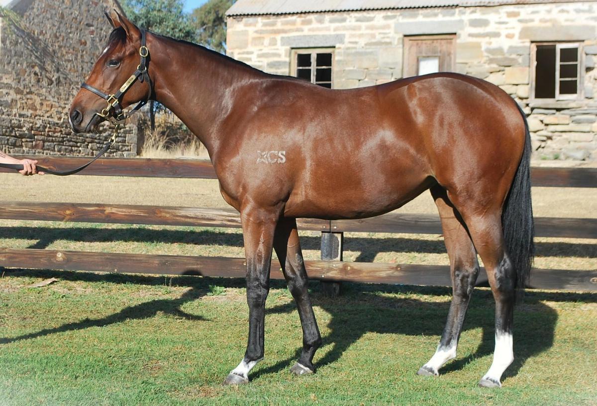 horse-image