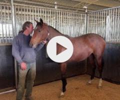 Lustrale x Frankel '22 Filly
