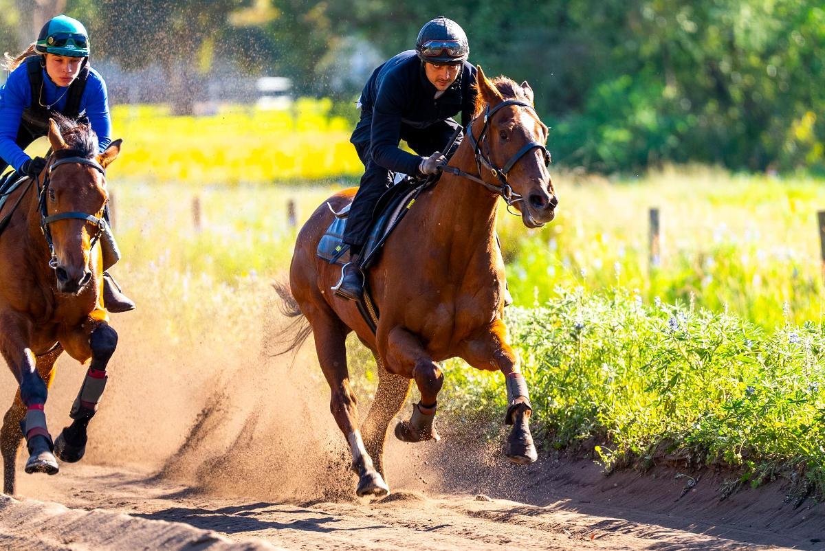 horse-image