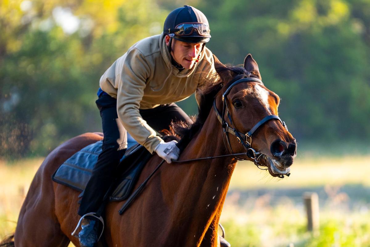 horse-image
