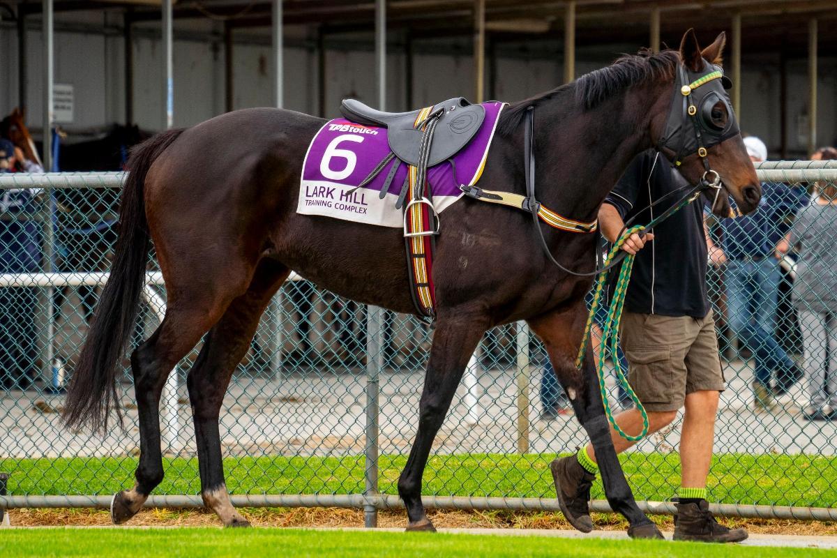 horse-image