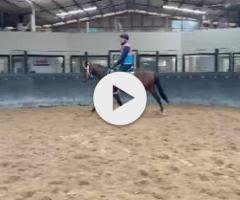 Lustrale x Frankel '22 Filly