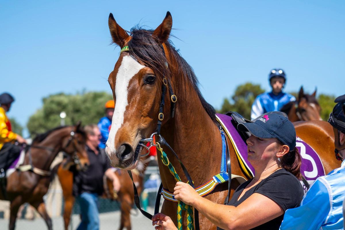 horse-image