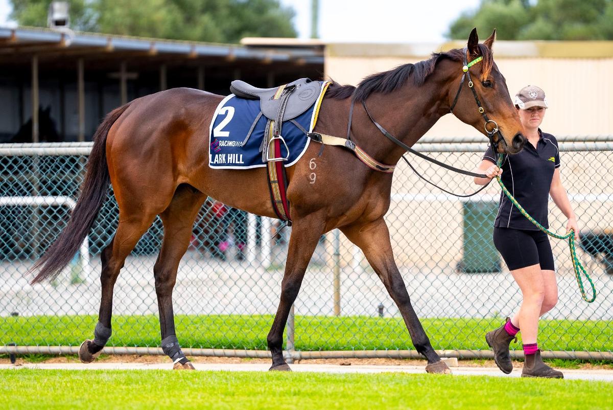 horse-image